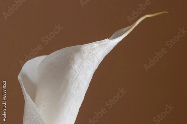 Obraz Calla lily flower on  brown background
