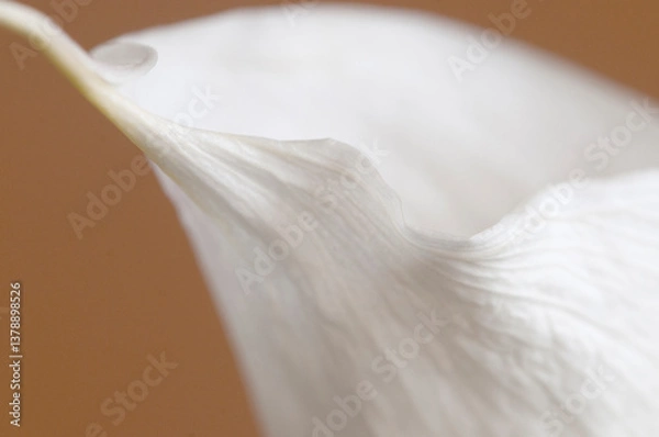 Obraz Calla lily flower on brown background