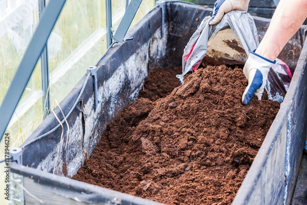 Fototapeta Person pouring soil from bag into raised greenhouse bed during preparation for planting vegetables. Sweden.