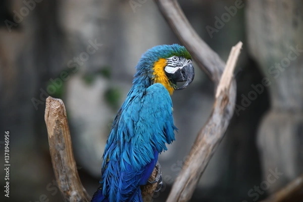 Obraz Parrot indoors