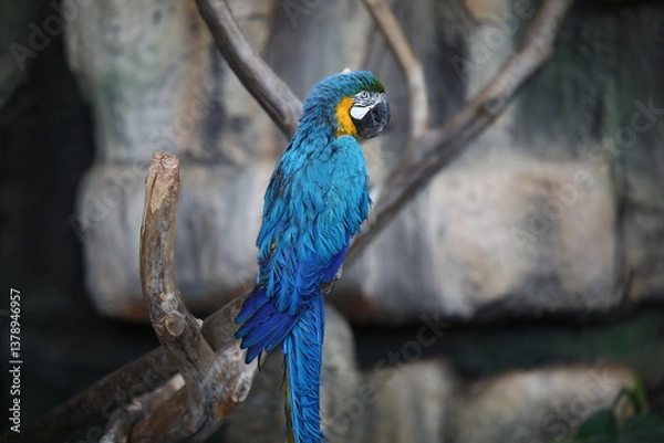 Obraz Parrot indoors