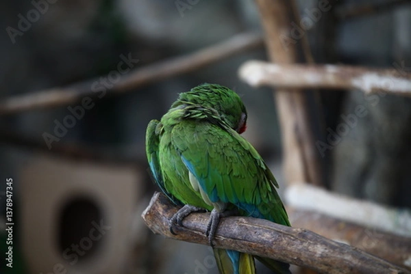 Obraz Parrot indoors