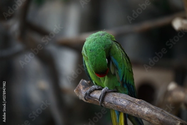 Obraz Parrot indoors