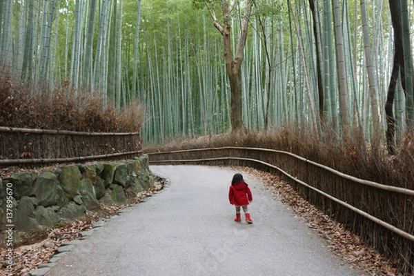 Obraz 京都　竹林