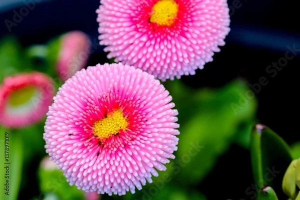 Obraz rosa Blüten von Bellies
