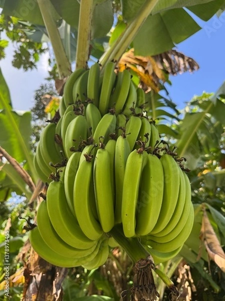 Fototapeta A bunch of plantains hanging from a tree