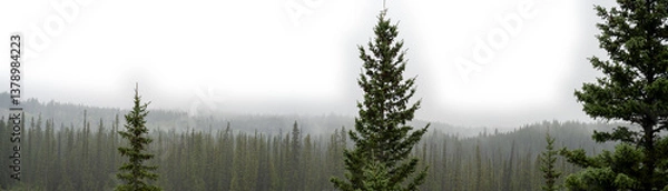 Fototapeta Panorama of a misty evergreen forest with spruce in foreground and sky fading to transparent or white