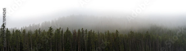 Fototapeta Panorama of a misty evergreen forest with spruce in foreground and sky fading to transparent or white