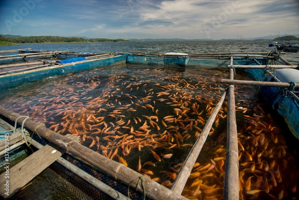 Obraz Fish Farm in Thailand 