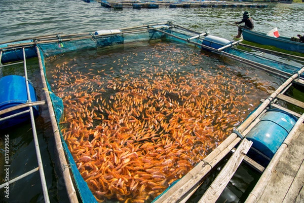 Obraz Fish Farm in Thailand 