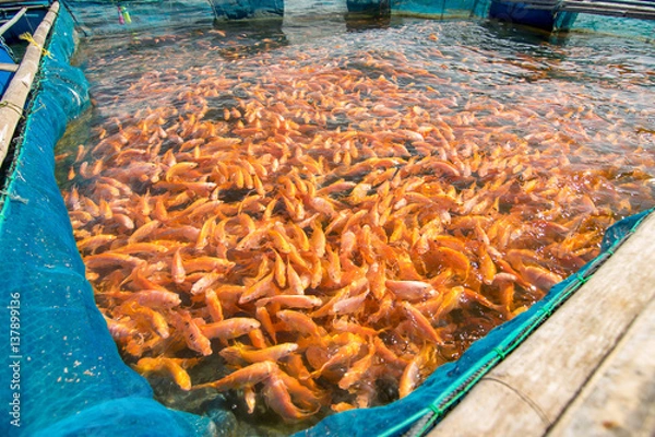 Obraz Fish Farm in Thailand 