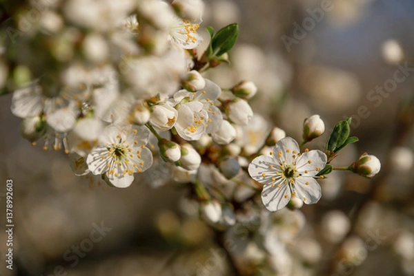 Obraz the arrival of spring, a blossoming branch of cherry