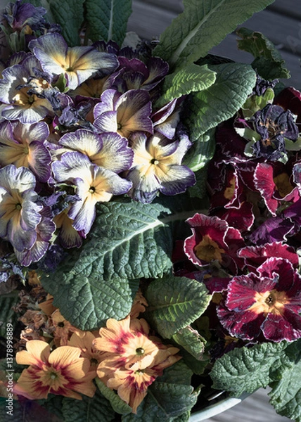 Obraz Multicolor primula with Starflame antique shades, Marietta and Flamenco deep purple white edge. Colorful bright primrose flowers floral with green leaves background, Primula Vulgaris. Copy space.