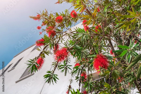 Fototapeta vibrant red bottlebrush flower, adding a lively splash of color against a backdrop of a bright blue sky on a sunny day