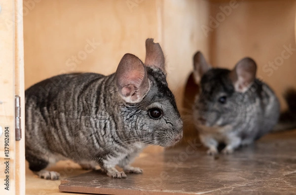 Obraz Two chinchilla play in cage
