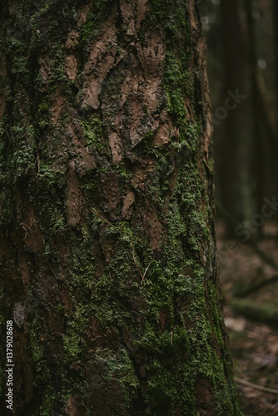 Obraz Tree Bark Texture Close-Up