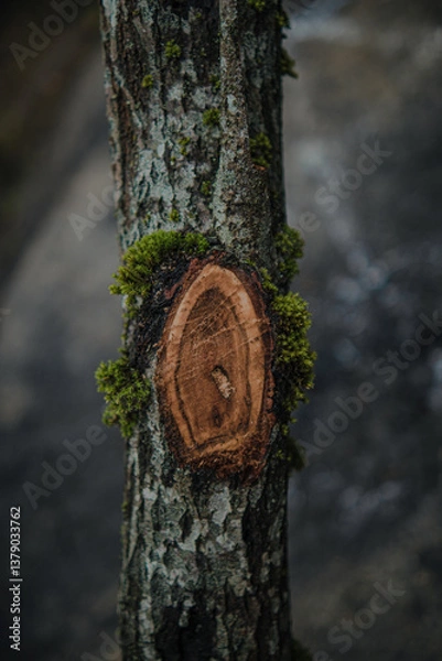 Obraz Tree Bark Texture Close-Up