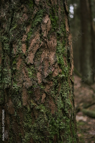 Obraz Tree Bark Texture Close-Up