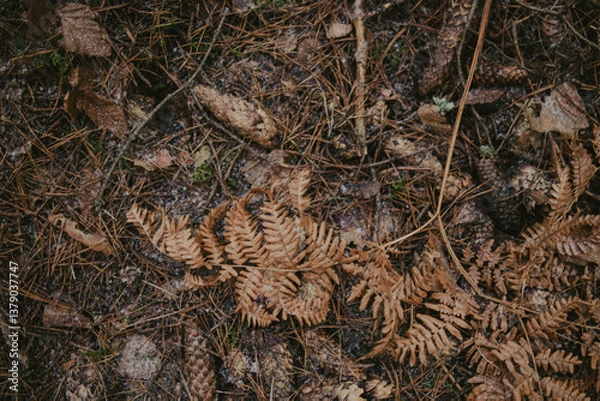 Obraz Natural bark textures in the forest