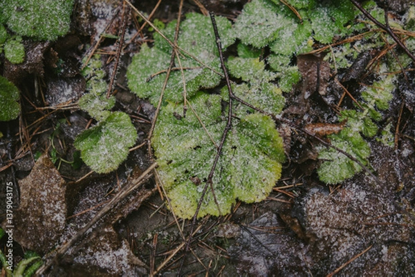 Obraz Tree branches and textured bark