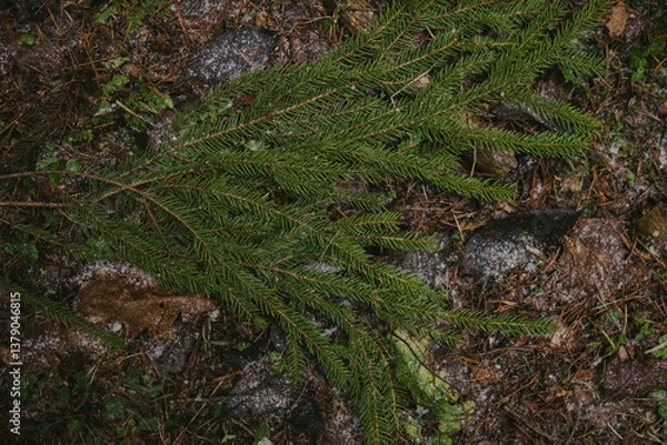 Obraz Tree branches and textured bark