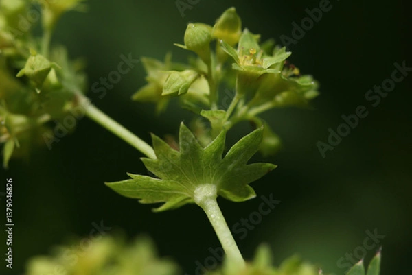 Obraz Blooming Lady's mantle ( Alchemilla cf. glabra ) close-up with leaf and small green blossom in the Austrian Alps