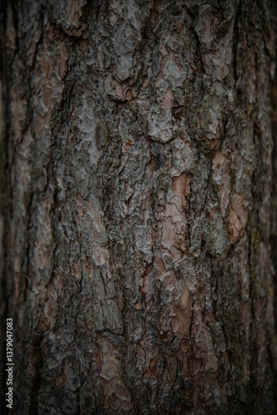 Obraz Tree Bark Texture Close-Up