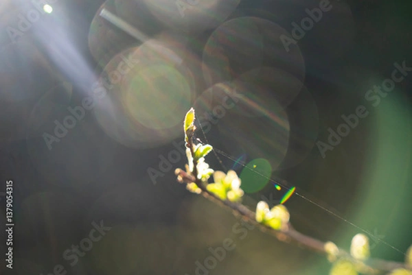 Fototapeta spring born of nature concept with sunrays and bokeh branch with leaf buds