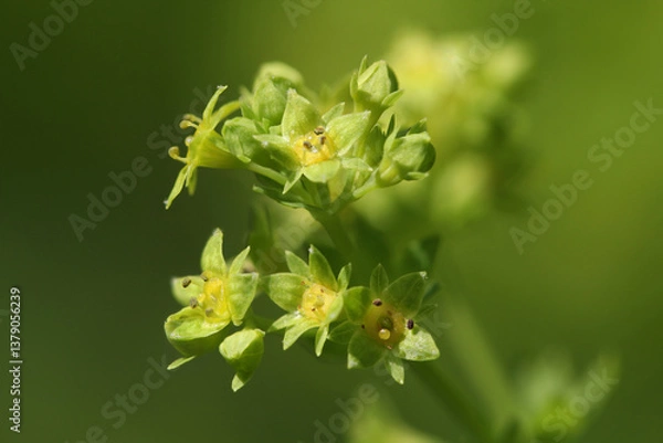 Obraz Blooming Lady's mantle ( Alchemilla cf. glabra ) close-up with small green blossoms in the Austrian Alps