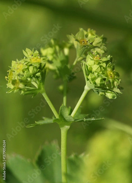Obraz Blooming Lady's mantle ( Alchemilla cf. glabra ) close-up with small green blossoms in the Austrian Alps