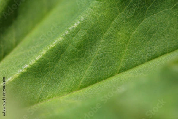 Obraz Blooming Lady's mantle ( Alchemilla cf. glabra ), close-up of a green leaf blade with veins