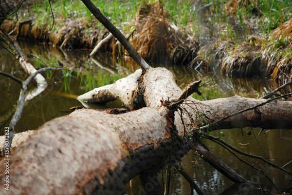 Fototapeta A branch submerged on the riverbank.