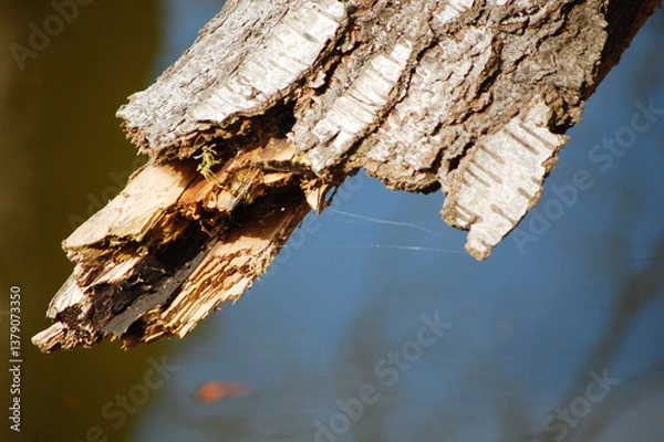 Fototapeta A broken branch near on the riverbank