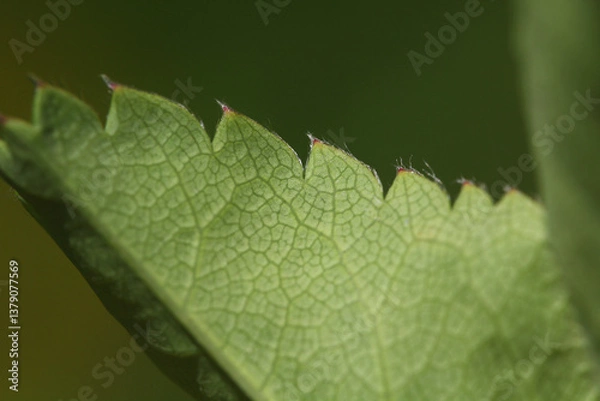 Obraz Blooming Lady's mantle ( Alchemilla cf. glabra ), close-up of a green serrate leaf underside with hairs on the edge