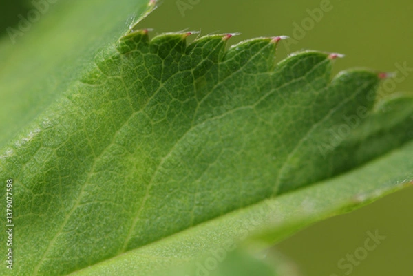 Obraz Blooming Lady's mantle ( Alchemilla cf. glabra ), close-up of a green serrate leaf with hairs on the edge