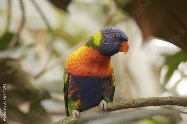 Obraz Colorful Parrot