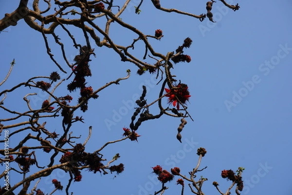 Obraz The branch of Erythrina variegata commonly known as Indian coral tree is full with its red flowers