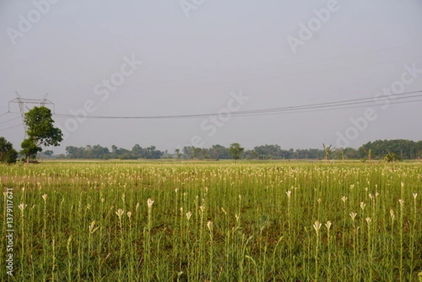 Obraz The field of tuberose is full with tuberose sticks against the green vegetation