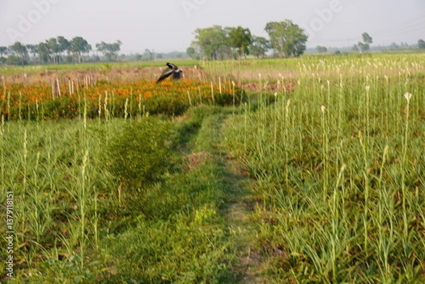 Obraz A common myna is flying over the field 