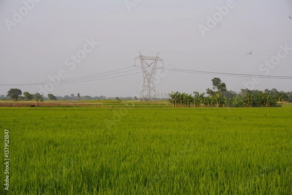 Obraz The vast paddy field, a green vegetation along with an electricity pylon is in the background