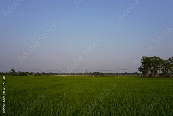 Obraz A vast paddy field with dense vegetation in the background