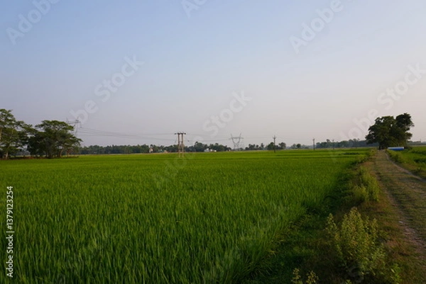 Obraz A dirt road beside the paddy field, an utility pole in the field