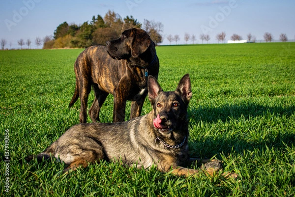 Obraz german shepherd dog on grass