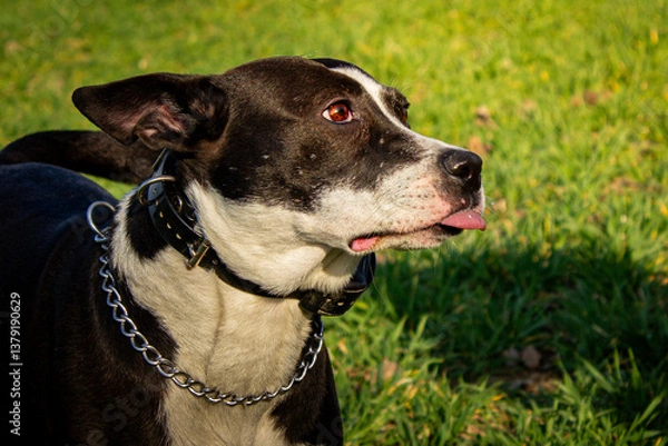 Fototapeta black and white dog