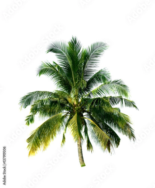 Fototapeta Coconut trees isolated on white background