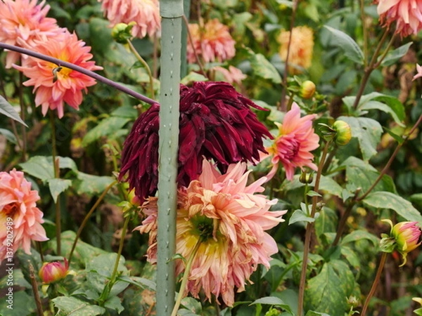 Fototapeta Dahlia plants in full bloom, tied to a sticks so that the plants does not collapse, blurred for- and background, pretty green, dark red, pink, yellow contrast. Ideal as a background