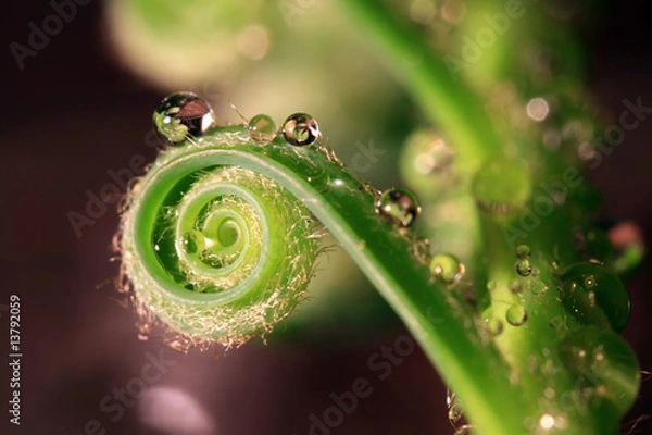 Fototapeta Spiral macro