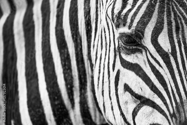 Fototapeta Zebra Closeup