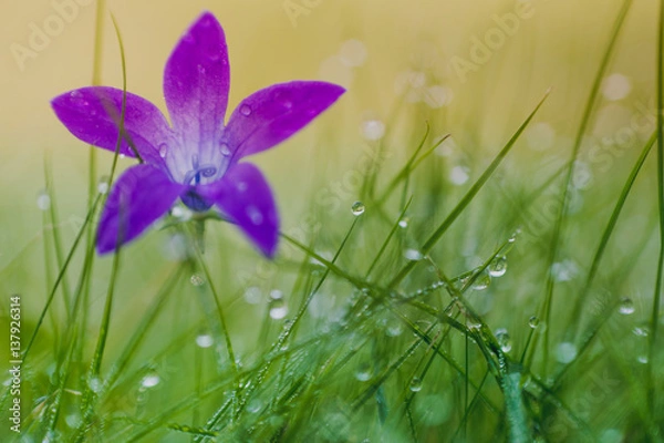 Obraz violet flower among wet grass