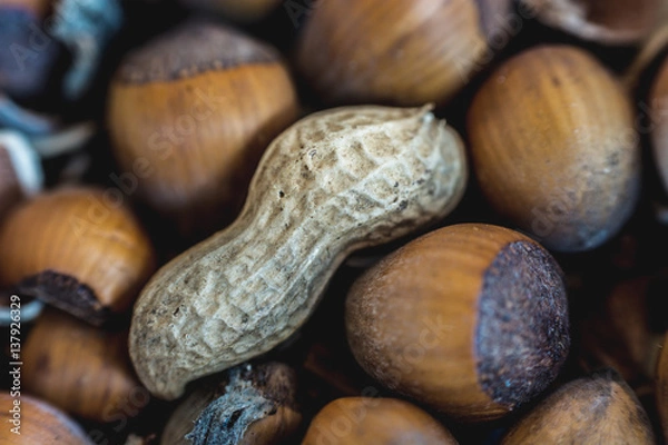 Obraz nut surrounded by hazelnut